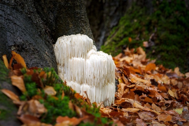 Lavlja griva